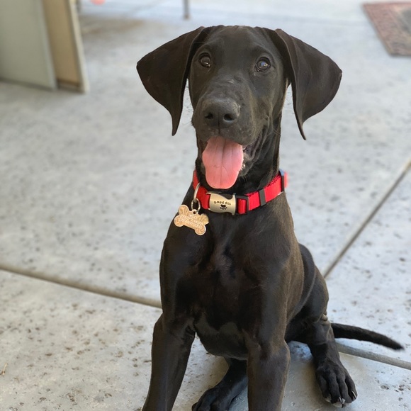 Meet your Posher, Hannah - Picture 3 of 3